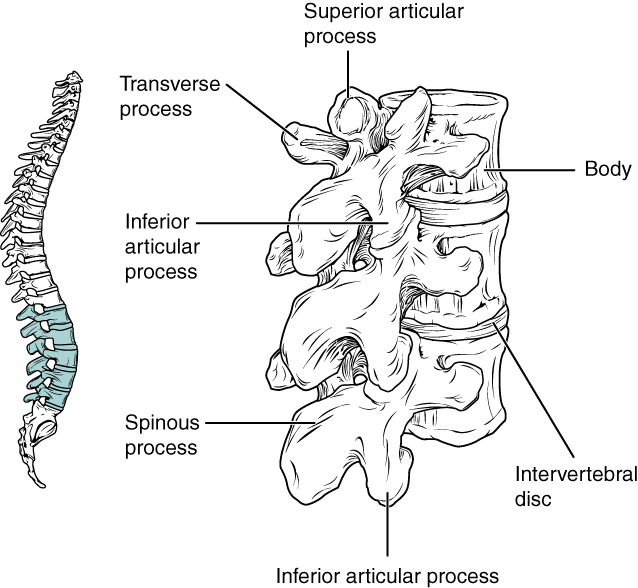 The lumbar region is highlighted along the spine beside a magnified, labeled view of lumbar vertebrae.